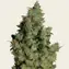 Tangerine Dream - Image 2