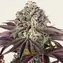 GrandDaddy Purple - Main Image