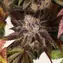 Girl Scout Cookies - Image 4