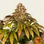 Lemon Tree - Image 3