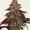 Mimosa x Orange Punch Auto - Image 3