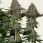 Tangerine Dream Auto - Image 3