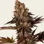 Gelato 45 - Image 3