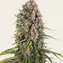 Blue Cheese - Image 3
