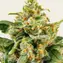 Skunk #1 - Image 2