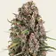Blue Cheese - Main Image