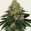 Skywalker OG Auto - Image 2