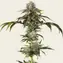 Durban Poison - Image 1