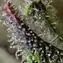 Skunk #1 - Image 3
