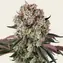 Glookies - Main Image