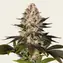Hindu Kush - Main Image