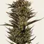 Thin Mint x Sour Pinot Auto - Image 2