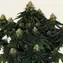 Skywalker OG Auto - Image 3