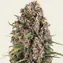 Blue Cheese - Image 1