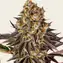 Gelato 45 - Image 1