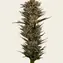 Thin Mint x Sour Pinot Auto - Image 3