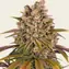 Lemon Tree - Image 1