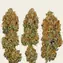 Tangerine Dream Auto - Image 2
