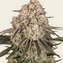 AK-47 - Image 1