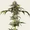Durban Poison - Main Image