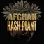 Afghan Hash Plant Auto - Main Image