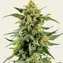 Skunk #1 - Main Image
