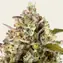Pineapple Express Auto - Image 4