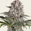 Amnesia Haze - Image 1