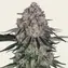 Sour Diesel Auto - Main Image