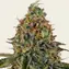 Tangerine Dream Auto - Main Image