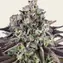 GrandDaddy Purple - Image 2