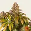 Lemon Tree - Image 5