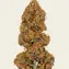 Skywalker OG Auto - Image 4