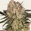 AK-47 - Image 2