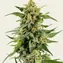 Skunk #1 - Image 1