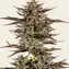 Frosted Zinn x 3 Bears OG Auto - Main Image