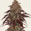 Mimosa x Orange Punch Auto - Image 2