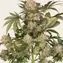 AK-47 - Image 3