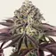 GrandDaddy Purple - Image 1