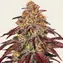 Mimosa x Orange Punch Auto - Image 1