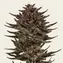 Frosted Zinn x Cookie Dog Auto - Main Image