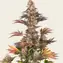 Gelato 45 - Image 2