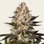 Hindu Kush - Image 2
