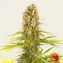 Blue Cheese - Image 4