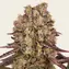 Runtz Muffin - Image 1