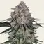 Sour Diesel Auto - Image 1