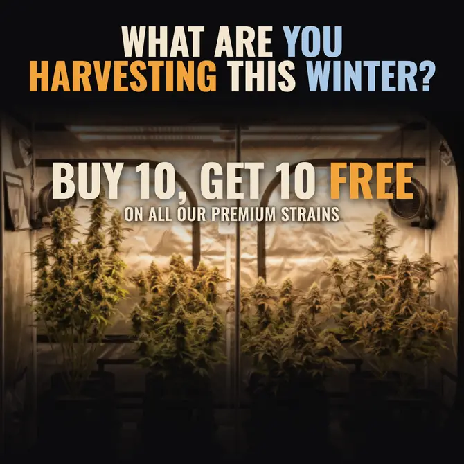 Buy Lemon Cherry Gelato Strain Seeds | USA